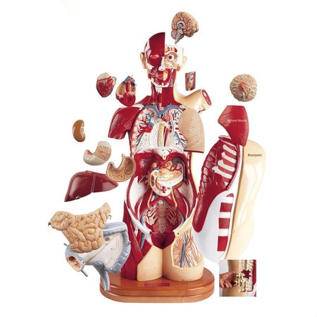 DENOYER-GEPPERT Anatomical Model, Multi-Torso: M, F, Sexless 0716-00